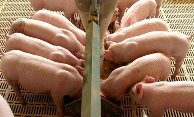 ¿Acuerdo entre privados por la importación de carne de cerdo?