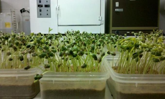 Alerta: semillas de soja con bajo poder germinativo