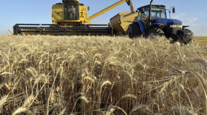 Aseguran que por los excesos de agua habrá 230.000 ha menos de trigo