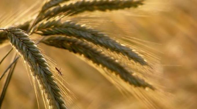 La Argentina exportó un 117,5% más de trigo que un año atrás