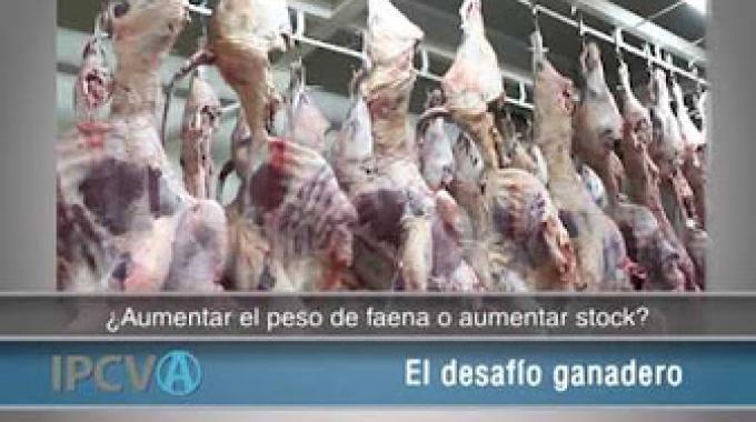 Feedlot: Una tendencia en crecimiento en Argentina