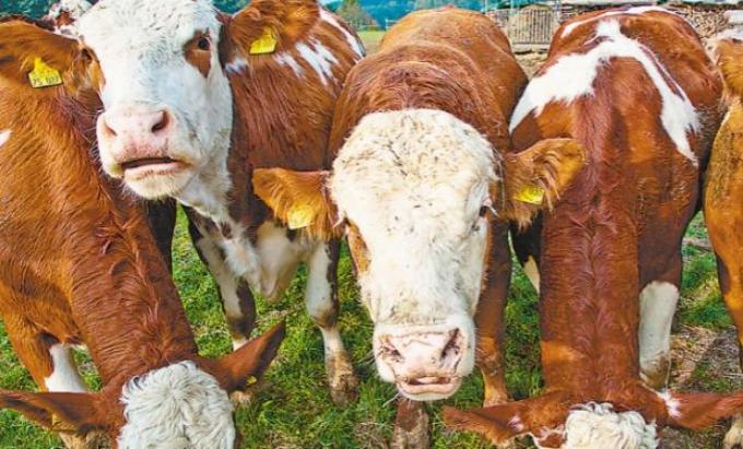 Empresa argentina creó un software para hablar con las vacas