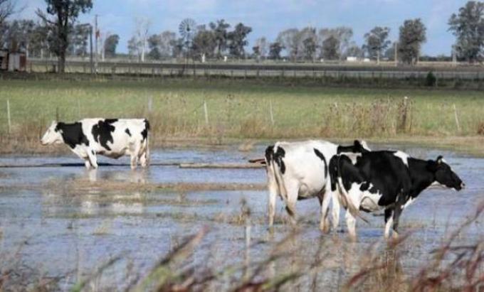 Por las inundaciones, los tambos ajustaron toda la cadena forrajera