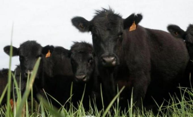 Carne Angus busca crecer más dentro de la Cuota 481