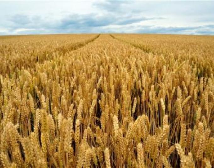 Más trigo y menos cebada en el sudeste bonaerense