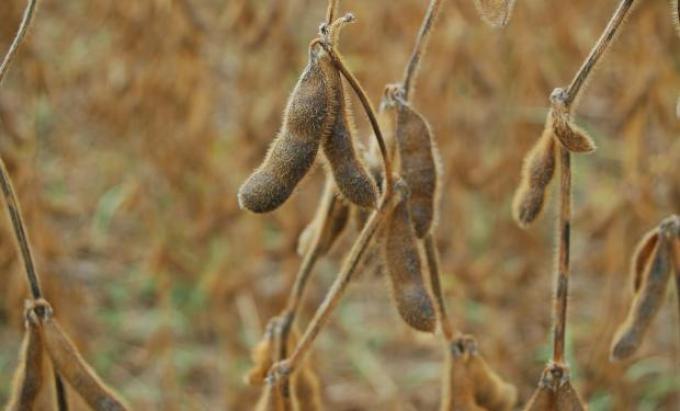 Commodities agrícolas, ¿cerca de un piso?