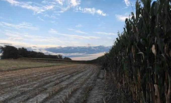 Cómo hacen maíz de altos rindes los farmers