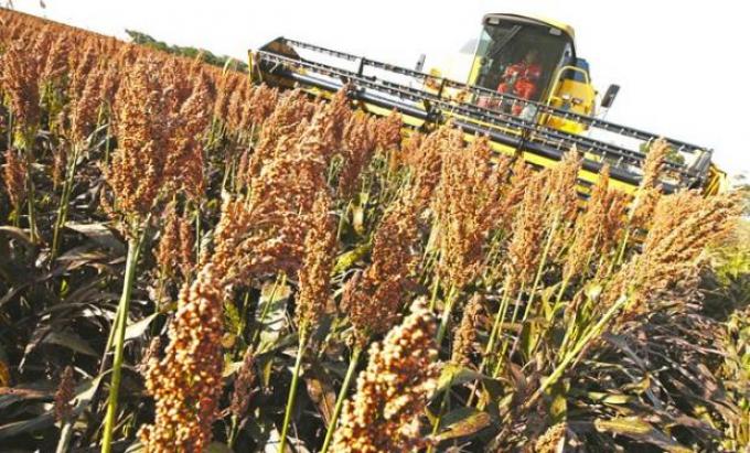 El sorgo busca revancha para mejorar la eficiencia ganadera