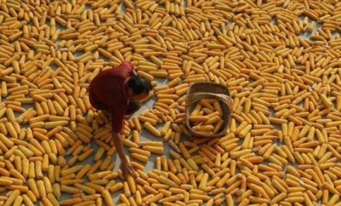 China autoriza a sus empresas a exportar maíz