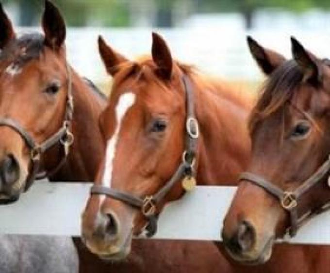 Se vienen los caballos con DNI y chips en la provincia de Buenos Aires