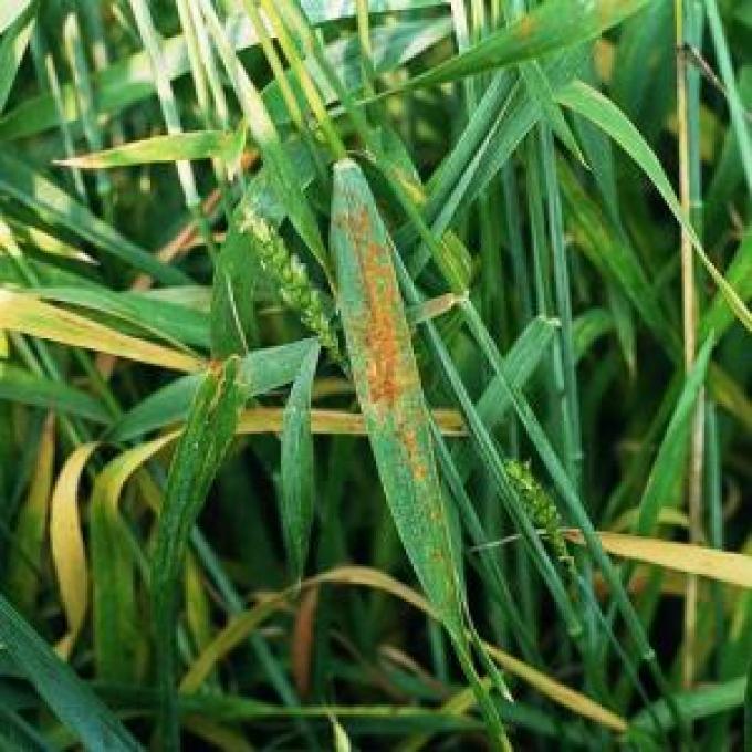 Trigo: detectan roya amarilla en lotes de producción