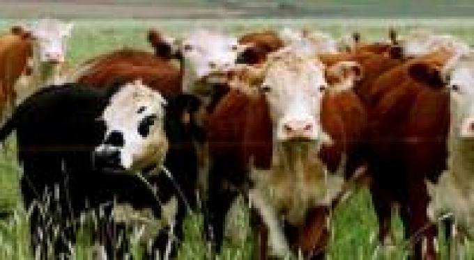 Novillo Mercosur: Argentina vuelve a alejarse de sus socios