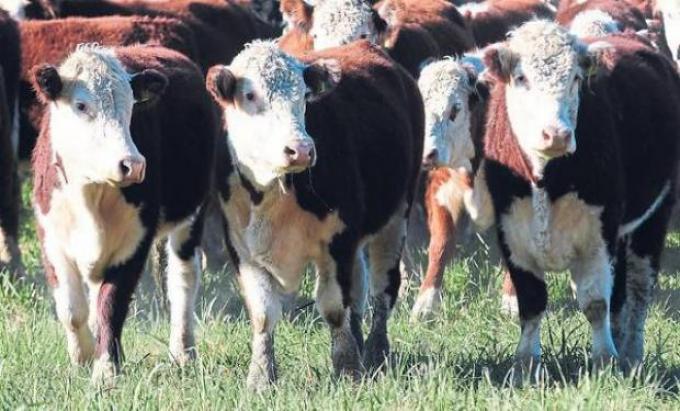 Quedó como un desafío difundir los beneficios de la carne vacuna