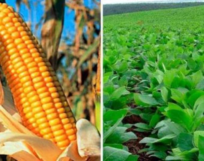 CBOT: nuevos datos salieron al rescate de la soja