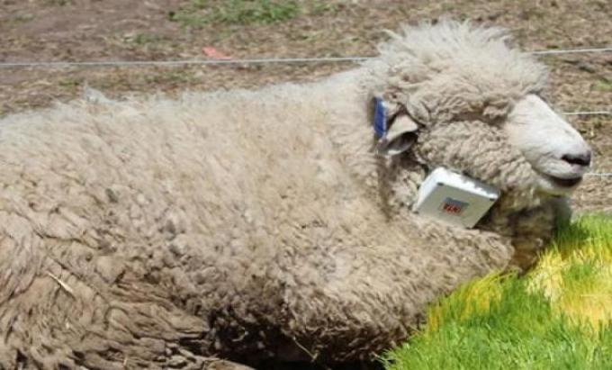 Ganadería de precisión: desarrollan un collar para monitorear ovinos