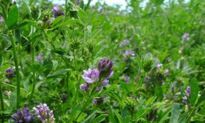 ¿Cómo se vendió y sembró semilla ilegal de alfalfa?
