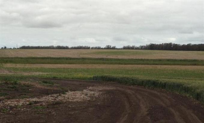 Falta de lluvias castiga la principal zona triguera del país