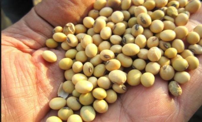 El Inase focalizará controles sobre 6000 grandes empresarios agrícolas: las sanciones serán proporcionales al área sembrada con semilla ilegal