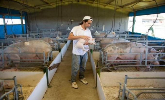 "Mi Galpón" para la cría de ganado porcino