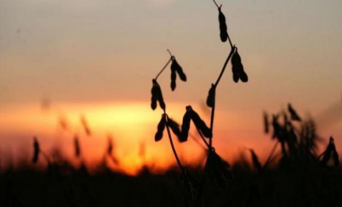 Las cadenas del agro pidieron al Gobierno por las retenciones a la soja