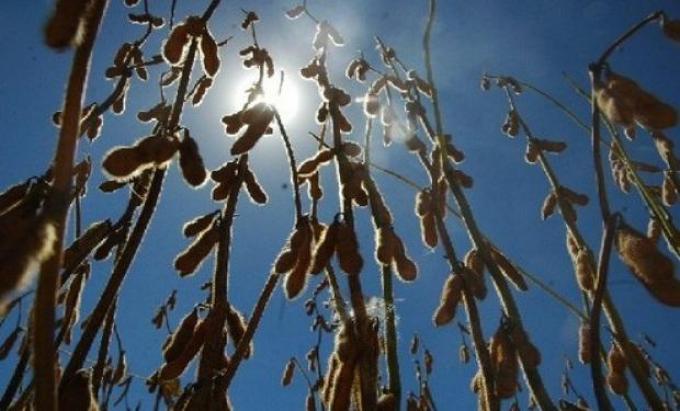 Pulsos secos podrían afectar el desarrollo de los cultivos