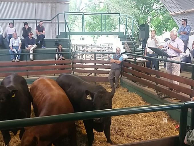 Valor agregado en origen: ya están disponibles los resultados de la prueba de toros 2016 del CREA Cabañas