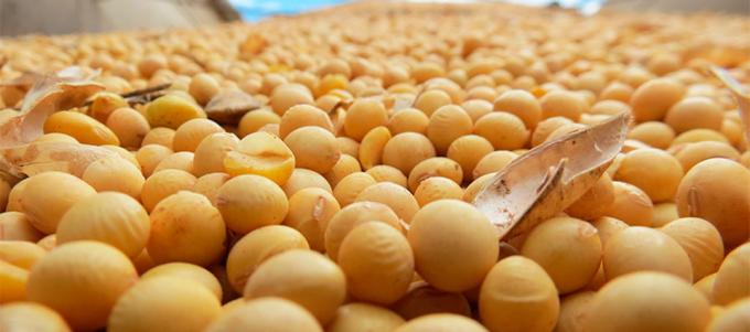 Coninagro remarcó la importancia del uso propio en la Ley de Semillas