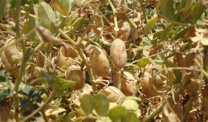 El mejor cultivo invernal es una legumbre: en el último año el precio de exportación del garbanzo argentino creció un 60%