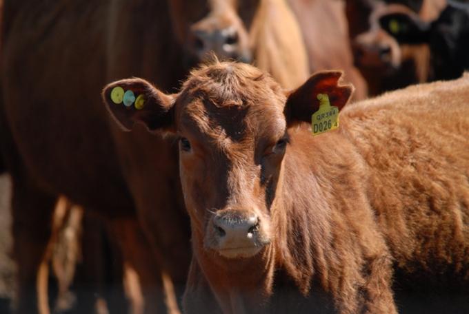 El año que viene se implementará un sistema de identificación individual para facilitar la comercialización de carne en el mercado europeo