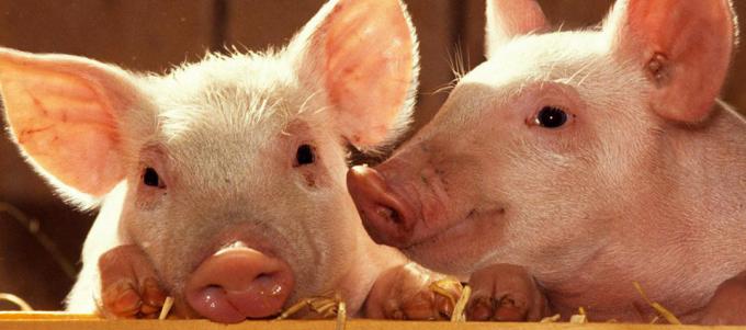 Cerdo: crean un fondo entre productores y Agroindustria para fomentar el consumo