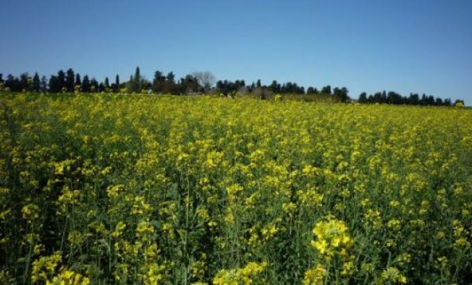 Presentan la primera variedad de colza del país