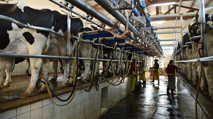 Se interrumpió la recuperación del precio de la leche medido en moneda maíz: la relación recién se acomodaría con el ingreso de la cosecha