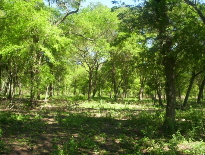 Córdoba reabrió el debate por la protección del bosque nativo
