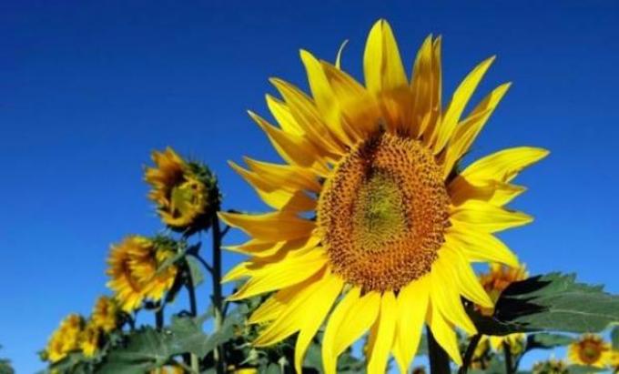 Superficie sembrada con girasol creció un 40% esta campaña
