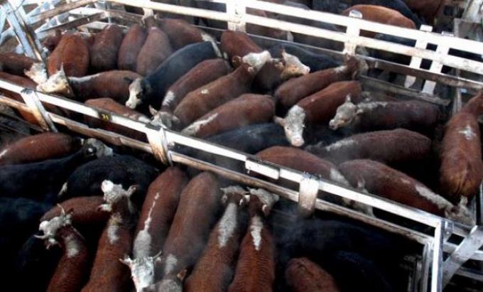 Aumentó la oferta y cayó un 6,8% el Índice Novillo en el Mercado de Liniers