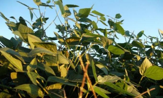Las lluvias en la Argentina provocaron una caída de los precios de la soja