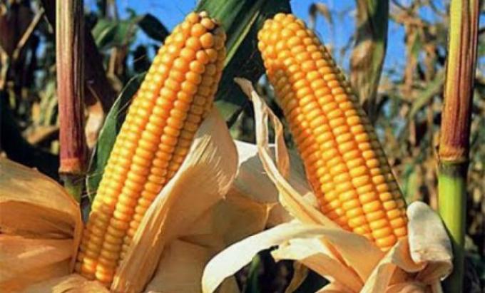 Ya se implantaron más de 3 millones de hectáreas de maíz en el país