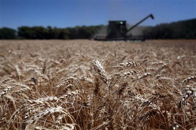 Creció un 133% el margen bruto para los productores de trigo