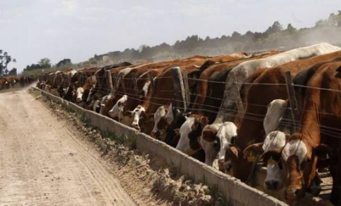 La carne uruguaya está en riesgo