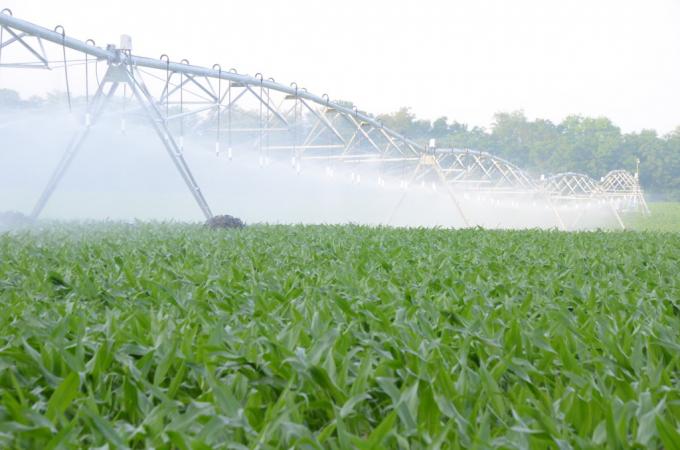 Extienden por tiempo indeterminado la prohibición de producción de semilla de maíz en el norte de San Luis.
