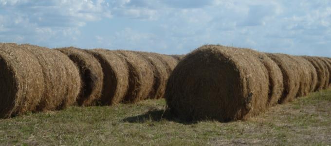 Proponen crear la cadena de la alfalfa para integrar a todos los sectores