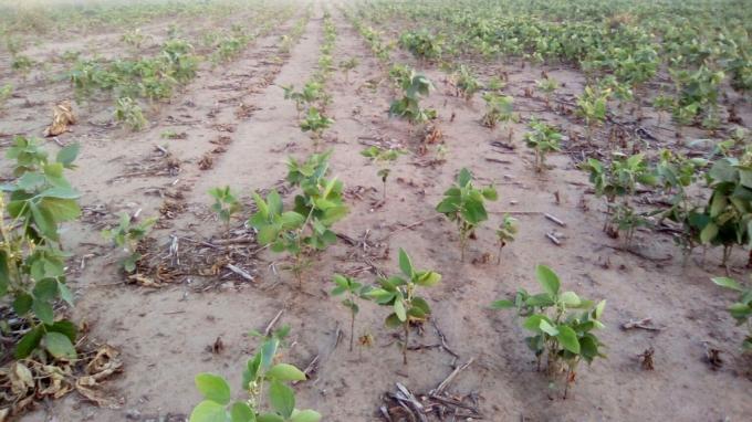 El norte también existe: la agricultura sigue siendo inviable en las zonas extra-pampeanas