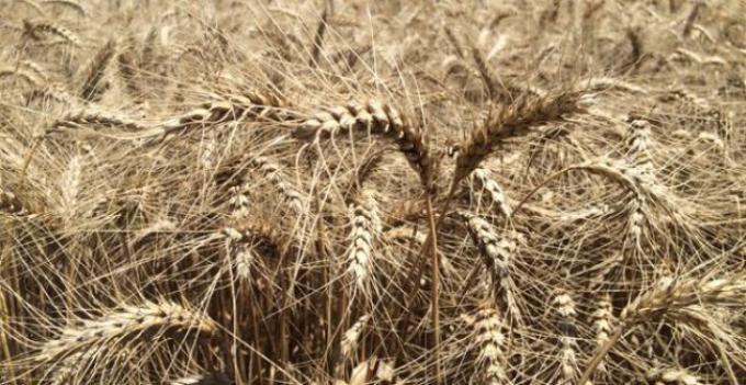 Mayor cosecha de trigo no garantiza mejor ecuación a productores