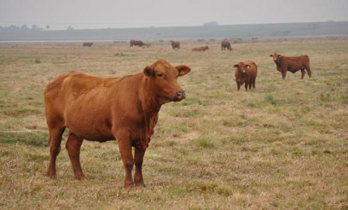 Según el IPCVA las exportaciones de carne aumentaron 16,7% entre octubre y noviembre de 2016