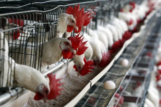 Alerta en el sector avícola por un foco de gripe aviar en Chile