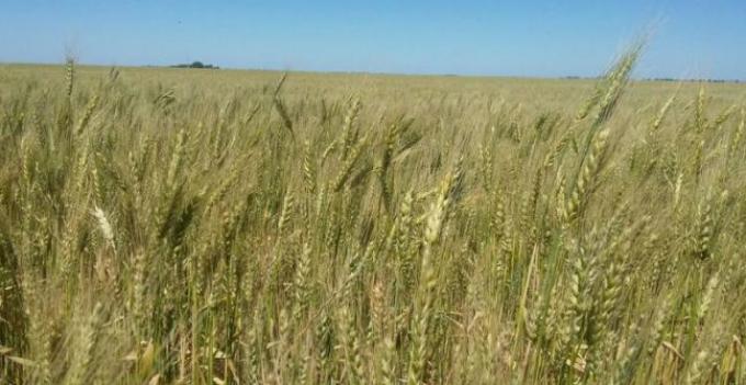 Proteína de trigo en el Sudoeste de Bs. As. promedió 10,1%