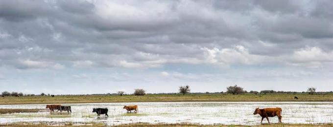 El Senasa facilita el movimiento de bovinos en las zonas afectadas por incendios e inundaciones