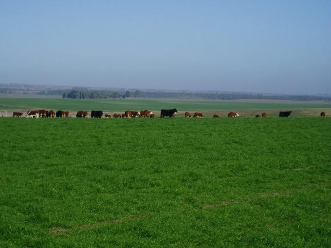 El campo uruguayo intenta superar este año la caída de 2016