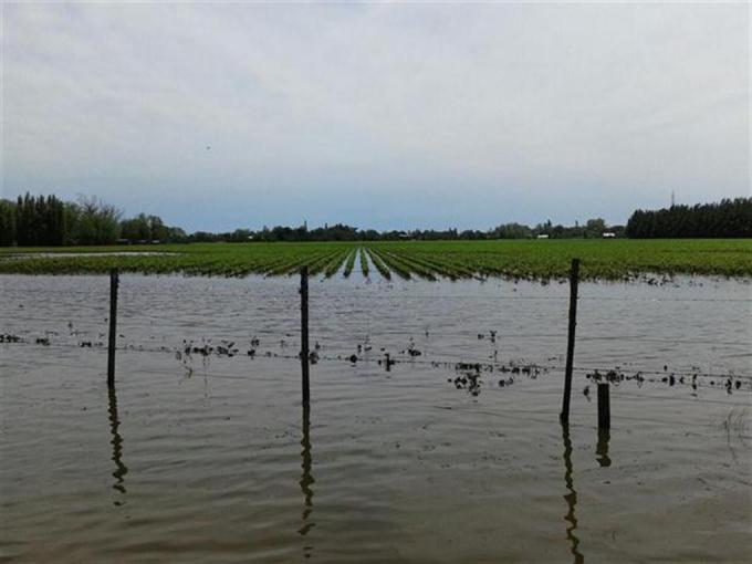 Alertan que está en riesgo el logro de una gran cosecha por el clima