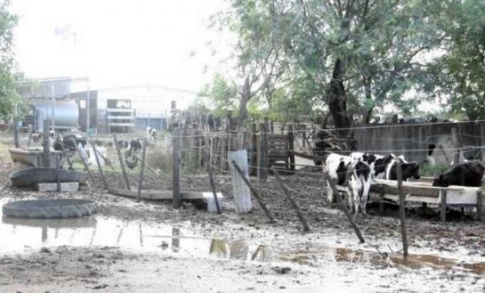 En Santa Fe hay más de 800 tambos inundados
